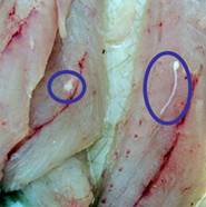 Seatrout filet with worms